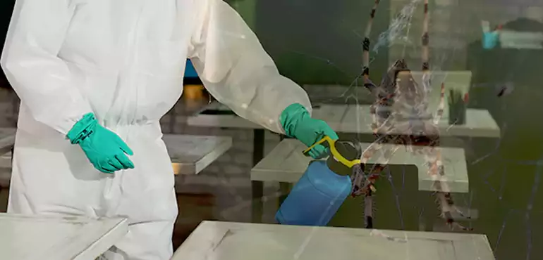 Why Buyers Still Want Homes With Pest Infestations in Hayward, CA?